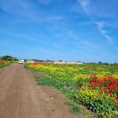 Makeeda * Vama Veche